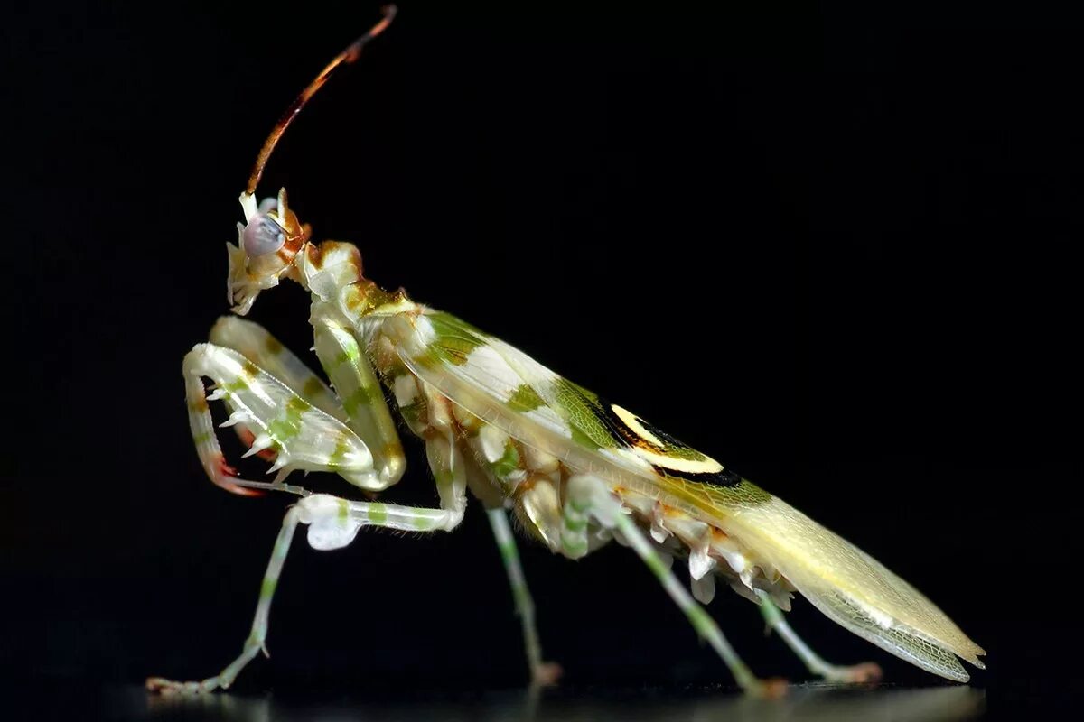 Богомол Pseudocreobotra wahlbergii. Богомол Creobroter meleagris. Гетерохета Восточная богомол. Богомол Idolomantis diabolica. Б богомолов