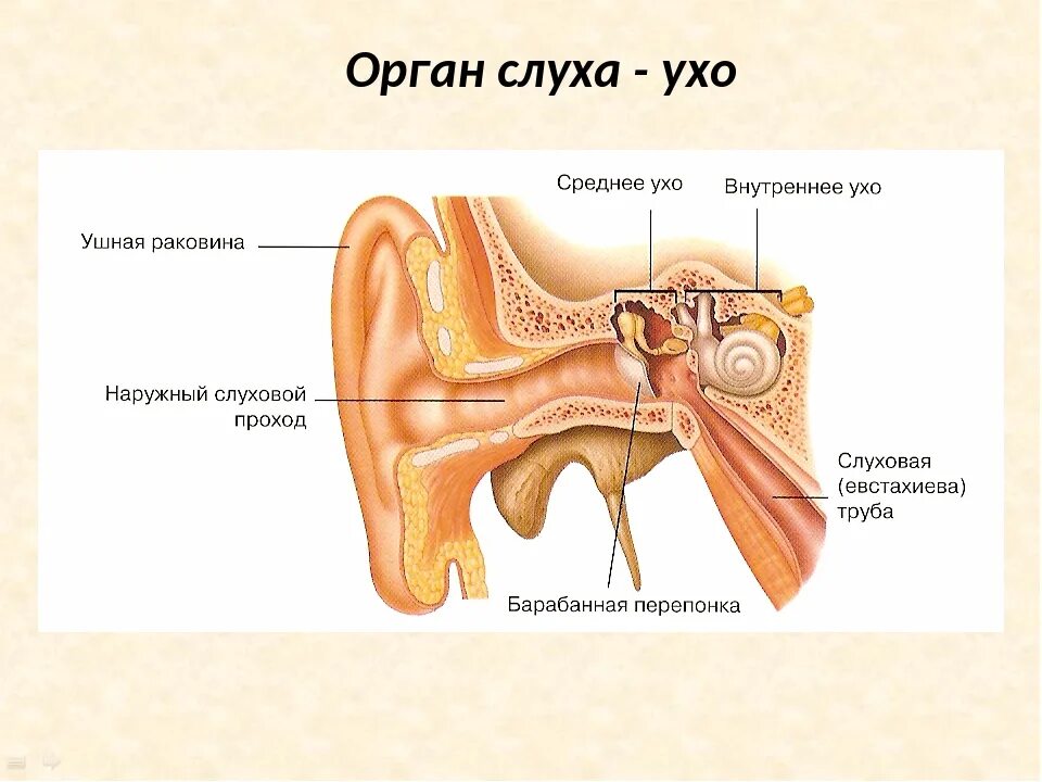 Назовите орган слуха. Орган слуха анатомия уха строение. Орган слуха наружное ухо среднее ухо внутреннее ухо. Строение уха человека отделы. Наружное среднее и внутреннее ухо схема.