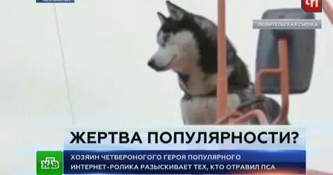 Отравление крысиным ядом у собак симптомы