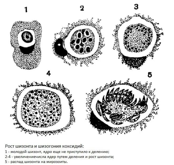 Шизонт эймерии. Кокцидии эймерии. Кокцидии одноядерный шизонт рисунок. Стадии развития кокцидий. Простейшие этапы развития
