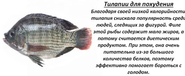 Тилапия откуда. Тилапия рыба калорийность. тилапия рыба белок. тилапия рыба кбжу. тилапия жирность.