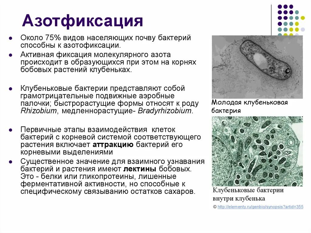 К какой группе относятся микроорганизмы в почве. Фиксация атмосферного азота бактериями. Фиксация молекулярного азота микроорганизмами. Микроорганизмов фиксации атмосферного азота. Азота фиксирующие бактерии названия.