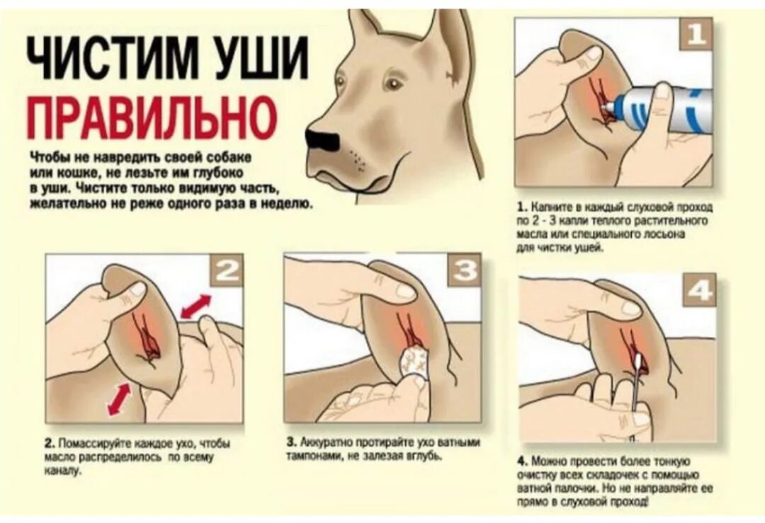 Можно собаке закапать ухо. Чистка ушей у собак схема. Средство для промывки ушей у собак. Как правильно чистить уши собаке лабрадора.