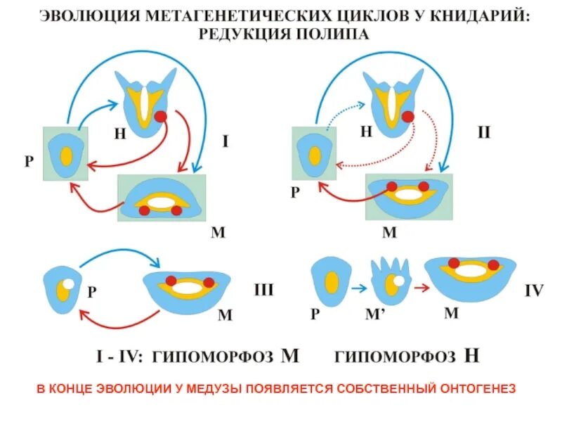 Цикл онтогенез. Онтогенез. Периоды онтогенеза схема. Онтогенез глаза схема. Эволюция онтогенеза.