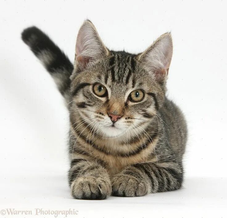 Tabby kitten lying with his head up photo