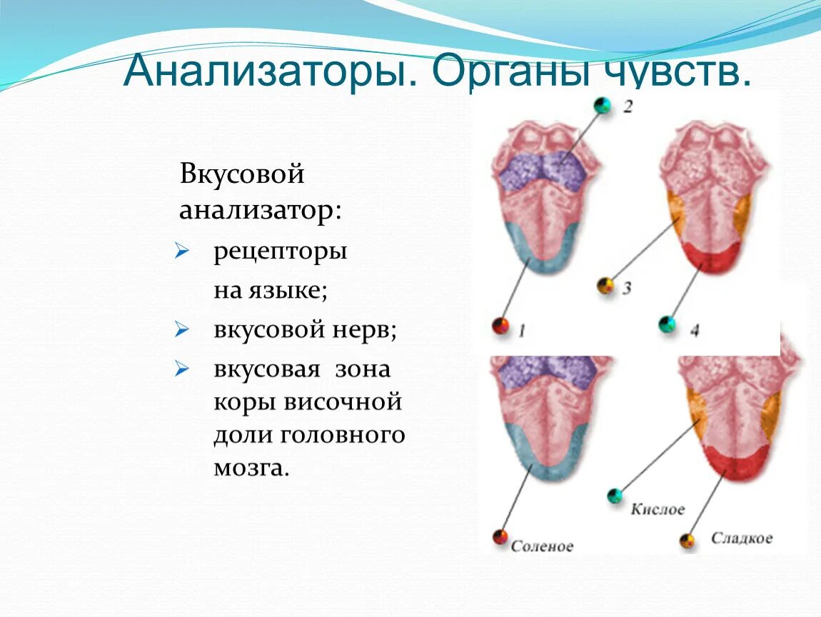 На кончике языка расположены рецепторы чувствительные к. Рецепторы языка схема. Вкусовые зоны языка. Вкусовой анализатор. Рецепторы языка человека.