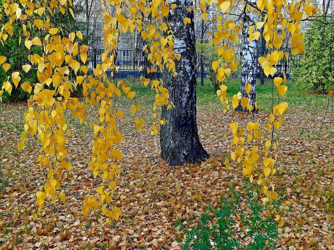 Желтые березки. Лист березы желтый. Берёза жёлтая. Береза осенью. Распустила осень косы.