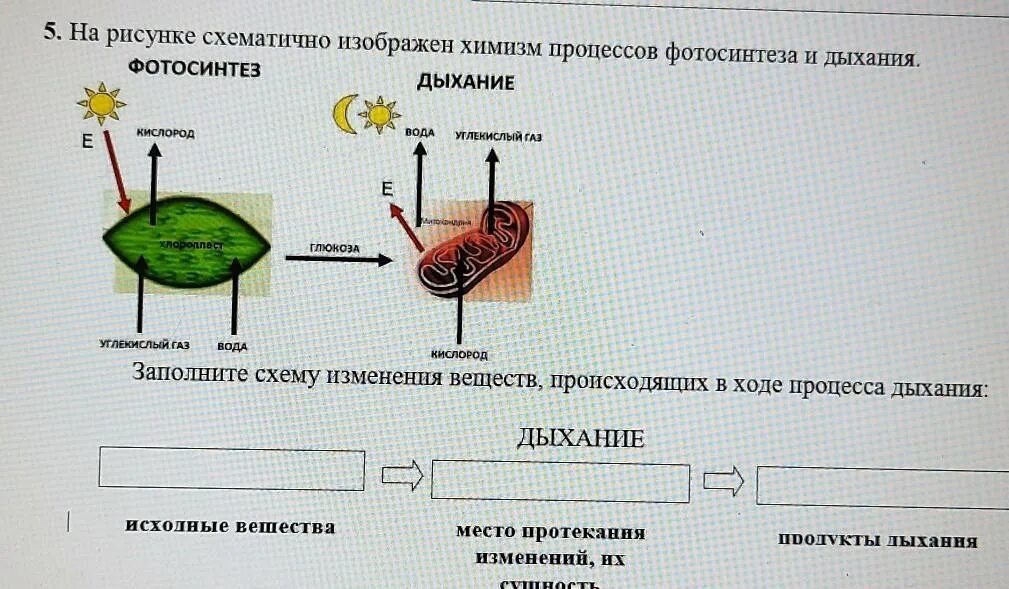 Схема процесса фотосинтеза. Рисунок схематично. На рисунке схематично изображен. Процесс фотосинтеза схематично. Тест по теме фотосинтез дыхание 6 класс