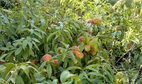 Когда созревают персики