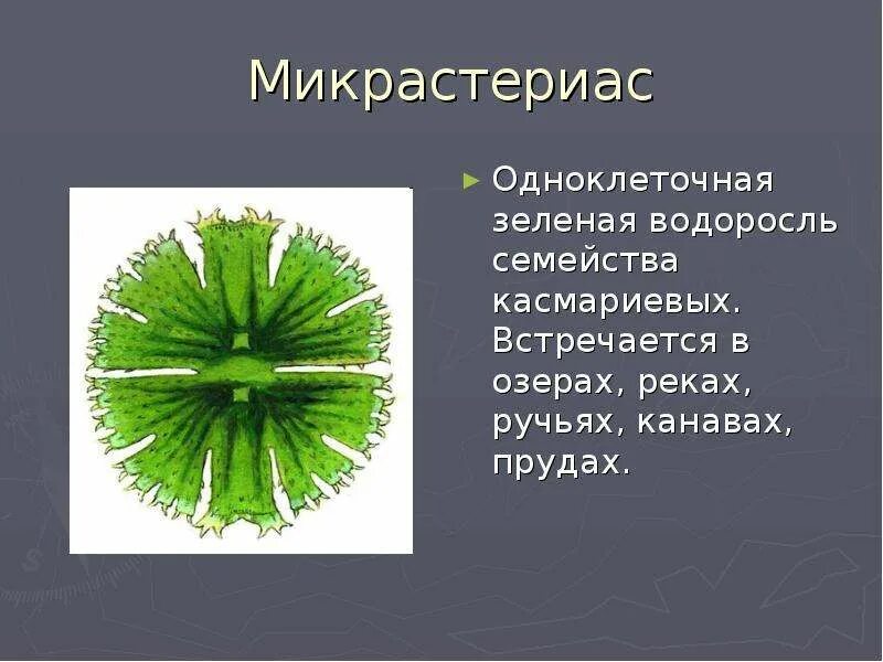 Микрастериас водоросль. Микрастериас зеленые водоросли. одноклеточная водоросль ацетабулярия. одноклеточные зеленые водоросли.