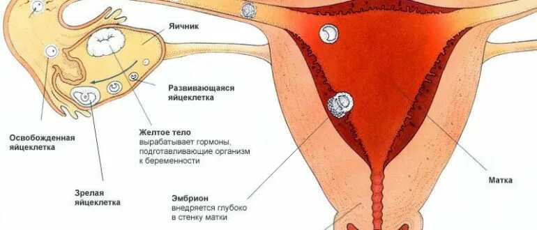 Могут ли болеть яичники при овуляции. Овуляция. Болезненность в яичниках при овуляции. Овуляция и грудь. Яичники перед месячными.