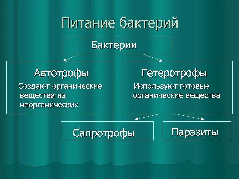 Питание бактерий 6 класс биология. Питание бактерий 6 класс схема по биологии. Питание бактерий грибов и животных. Способы питания бактерий. Какую роль в сообществе играют гетеротрофные организмы