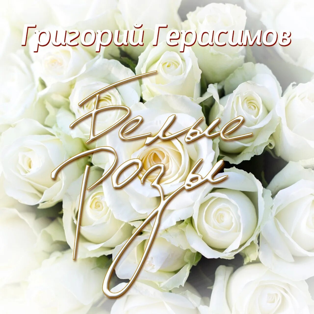 Белые розы 2025. Белые розы 2025