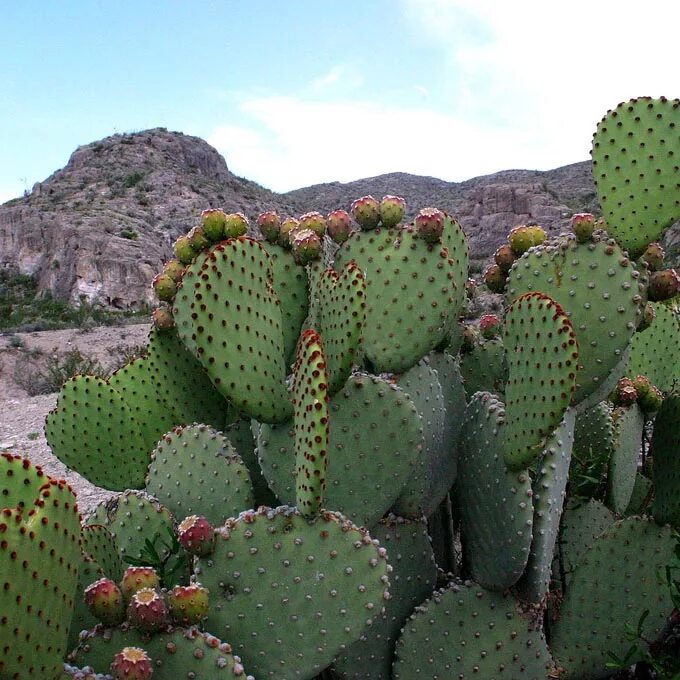 Mexican cactus. Кактус опунция Мехико. Опунция в Андах. Опунция в Мексике. Опунция в саванне.