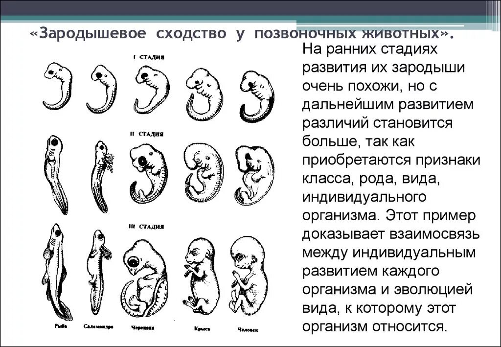 Эмбриональное развитие человека в основном. Этапы эмбрионального развития позвоночных животных. Зародышевое сходство у позвоночных. Стадии зародышевого развития позвоночного животного. Черты отличия зародышей позвоночных на разных стадиях развития.