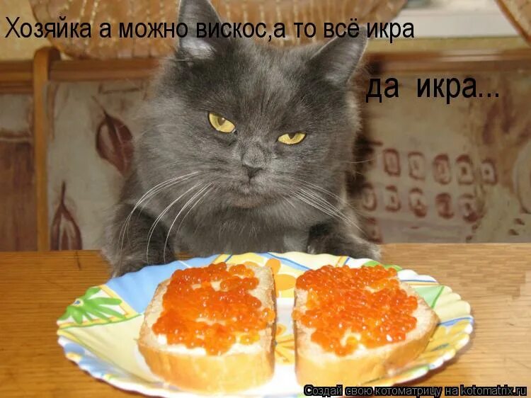 Гот голодный. Кот прикол. Кот и бутерброды с икрой. Кот бутерброд. Смешные коты с надписями.