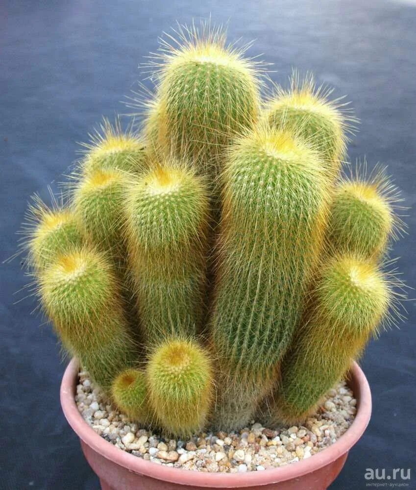 кактус цереус мохнатый жёлтый. кактус цереус монстрозный. опунция кактус цереус. эхинопсис максимилиана. кактус опунция бразильенсис.