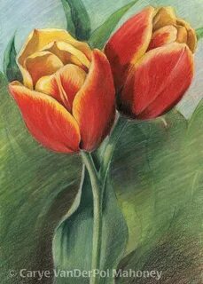 Рисунок тюльпана цветной