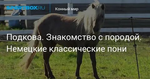 Конный мир программа