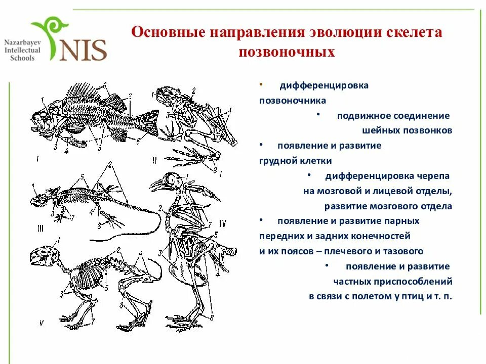 Черты усложнения организации. Ароморфозы скелета позвоночных. Эволюция скелета животных таблица. Основные направления эволюции скелета хордовых. Эволюция опорно-двигательной системы позвоночных животных.