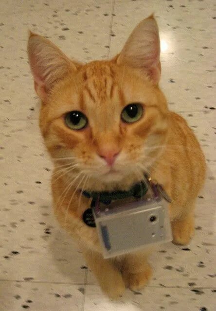 Купер кот. Жизнь глазами кота. Английский Купер кот. Meow camera