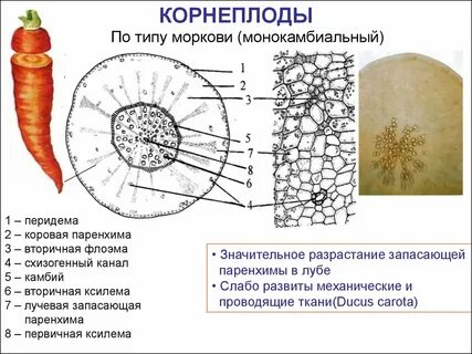 Паренхима корня