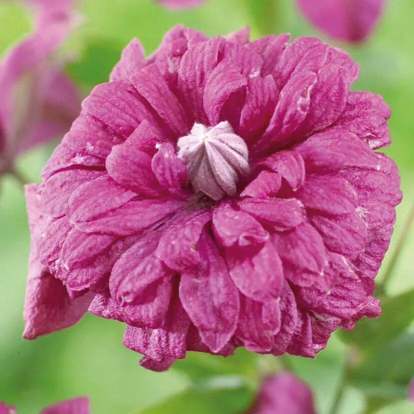 клематис плена элеганс. клематис purpurea plena. клематис плена элеганс. клематис пурпуреа плена элеганс. клематис плена элеганс.