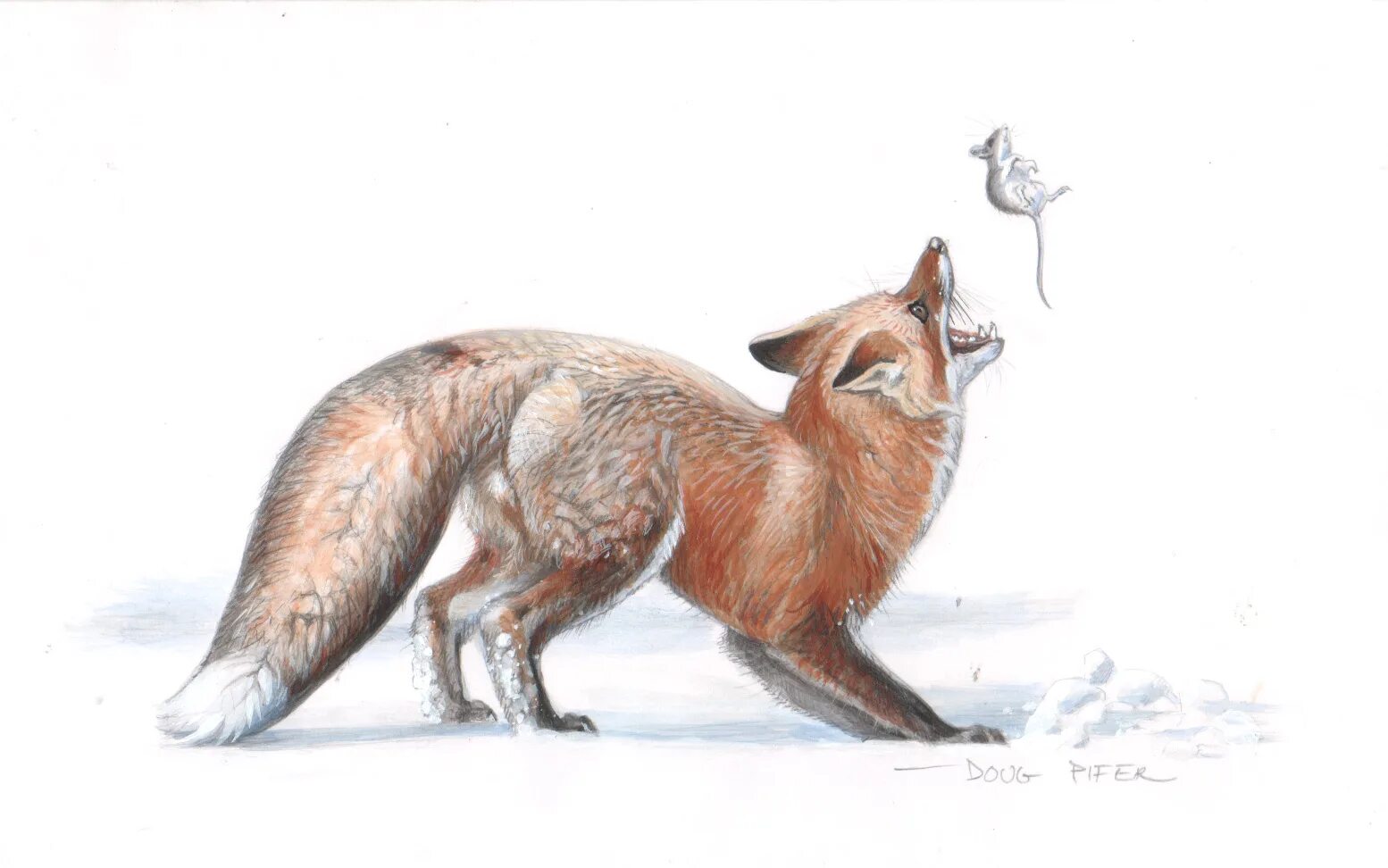 Fox and Mouse. Fox mating. Mox is a Fox Hog. Fox sing