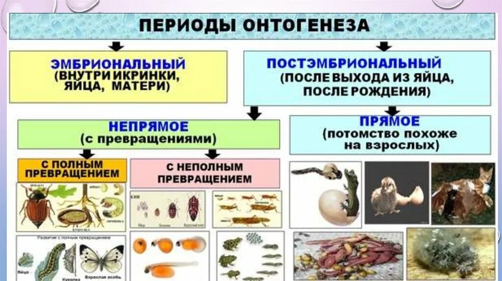 Индивидуальное развитие живого организма. Онтогенез постэмбриональный период прямое развитие. Непрямое развитие постэмбрионального периода. Виды постэмбрионального развития прямое и Непрямое. Постэмбриональный период развития Непрямое развитие.