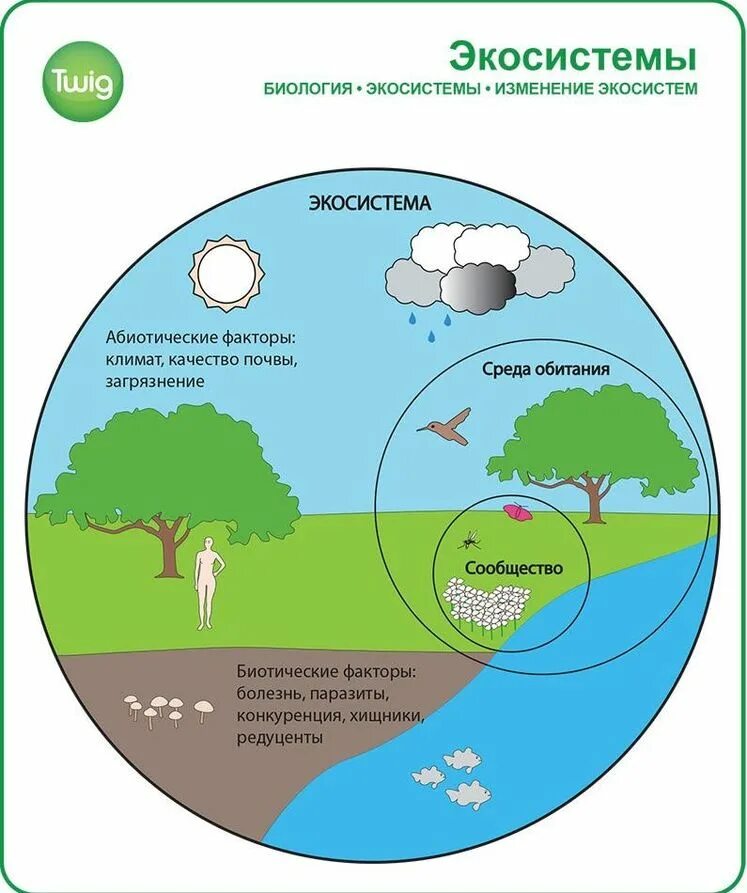 Роль в природных экосистемах. Экосистема. Экологическая система экосистема. Экосистема это в экологии. Экосистема для детей.
