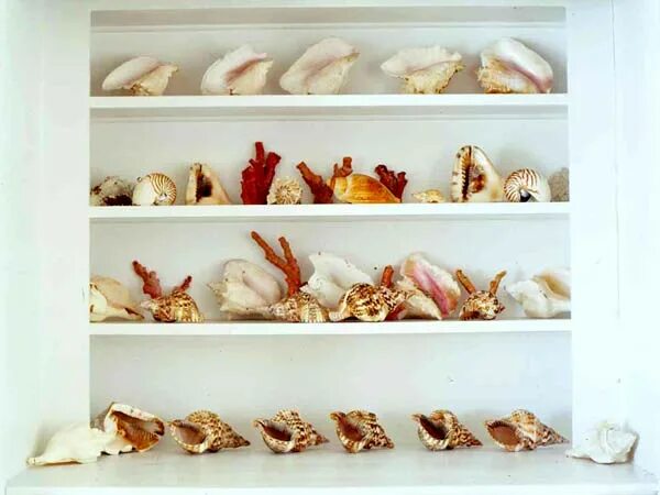 красивые ракушки. адриан коорт натюрморт раковины. полка ракушка. морские раковины в живописи. на полке лежали морские ракушки и стояли.