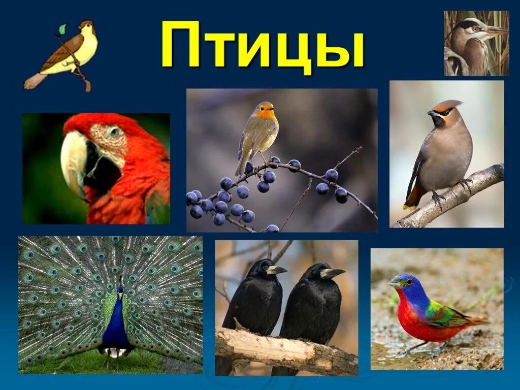 Разнообразие птиц презентация. Птицы для презентации. наземные птицы. мир птиц презентация. птицы слайд.