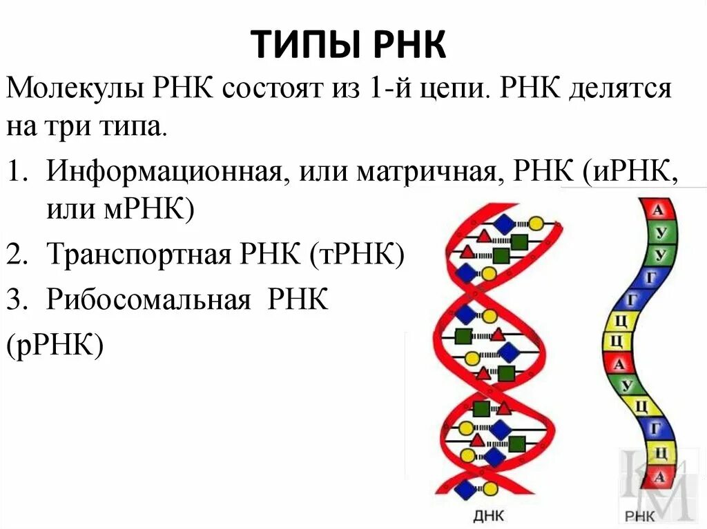 Строение молекулы ИРНК. РНК. Типы РНК. РНК рисунок.