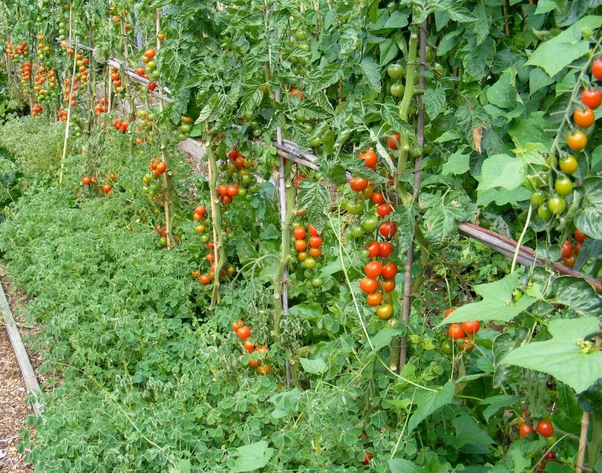 Какие помидоры и перцы сажать. Пермакультура томаты. Помидоры в огороде. Томаты на грядке. Совместные посадки овощей.