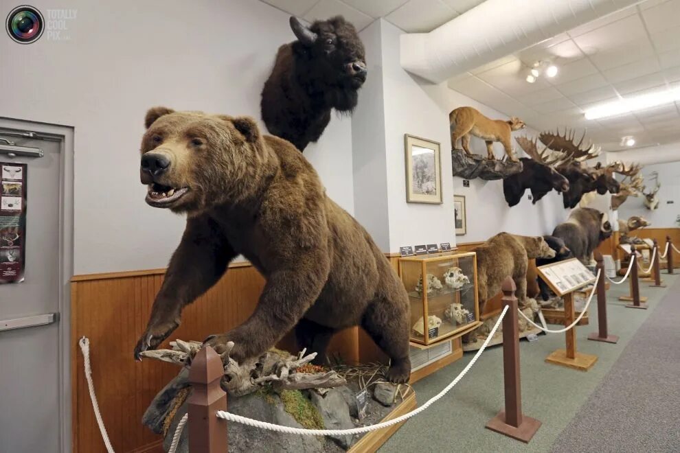 чучела животных в музее дарвина. музей с чучелами животных. ставропольский государственный краеведческий музей. зоологический музей дарвина в москве. чучела животных в музее.