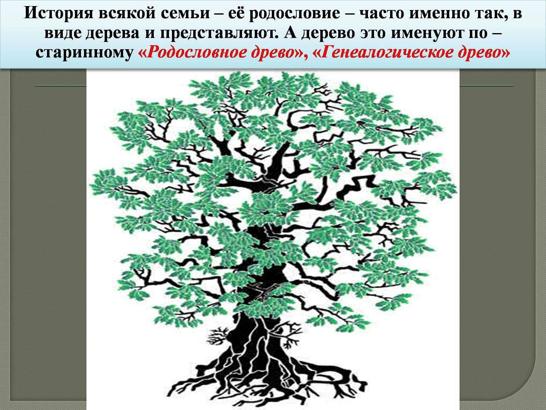 Родословное Древо. Генетическое дерево. Родословная дерево. Красивое дерево для родословной.