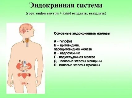 Эндокринная система тест огэ