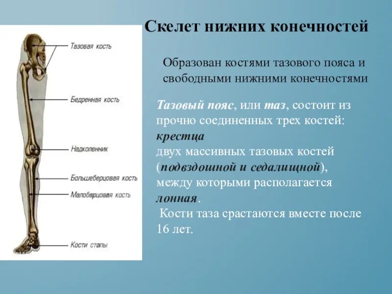 Скелет нижних конечностей человека кости. Скелет пояса нижних конечностей функции. Скелет свободной нижней конечности функции. Функции скелета свободной нижней конечности таблица. Aeyrwbbскелета свободной нижней конечности.