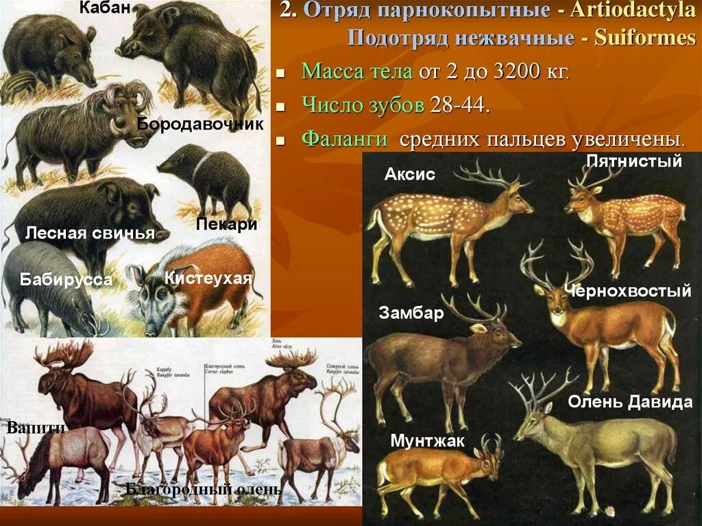 1 отряд парнокопытные. Отряды млекопитающих парнокопытные. Парнокопытные жвачные и нежвачные. Парнокопытные подотряд жвачные. Отряд парнокопытные млекопитающие представители.