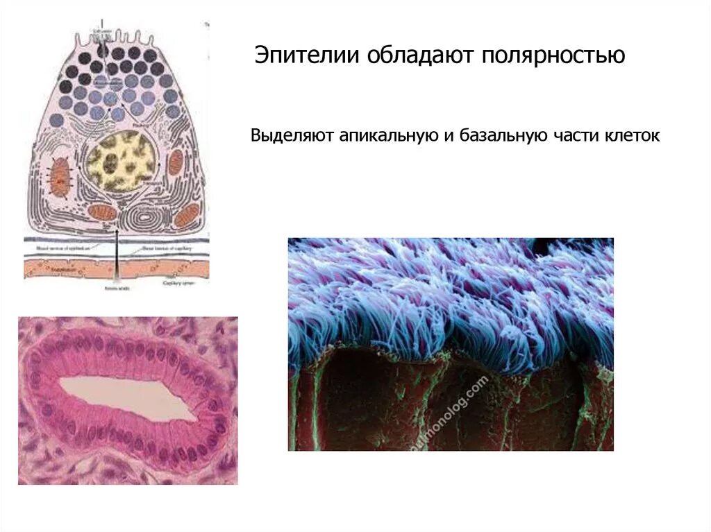 Эпителий. Эпителиальная клетка части. Апикальная часть эпителиальной клетки. Полярность эпителиальной ткани. Эпителиальные ткани состоят из клеток