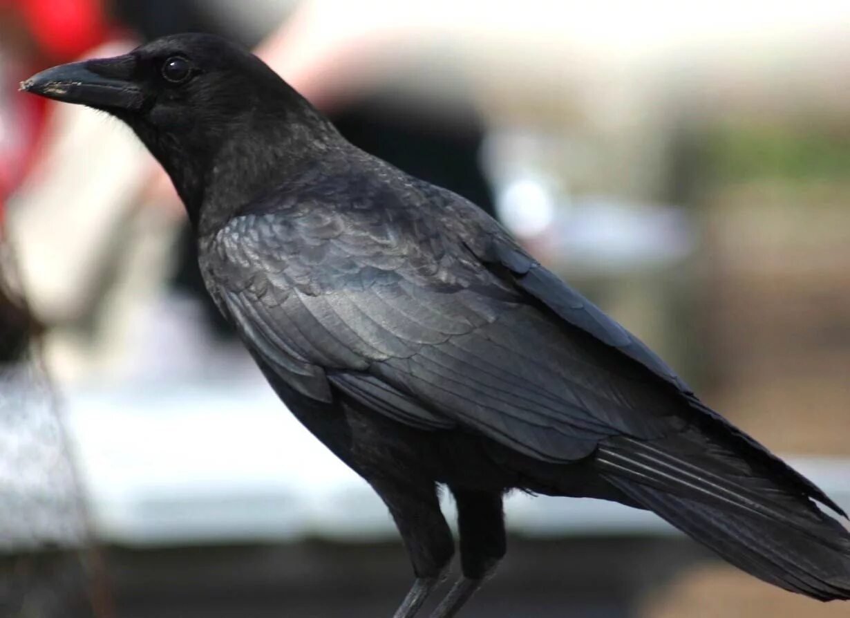 Crow get