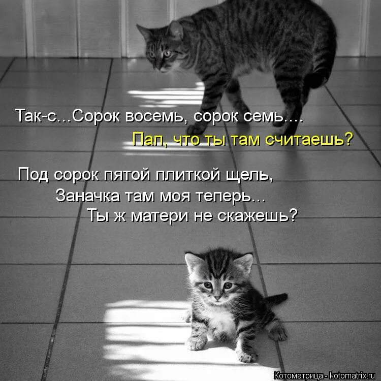 Что ты там считаешь. Считать овец чтобы уснуть шутки. Восемь половинку просим что это. Поставьте лайк. Поставьте мне лайк.