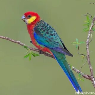 Ada aves
