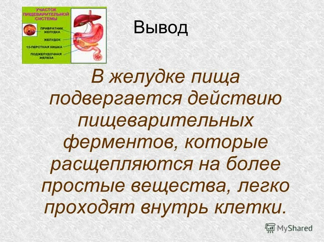 Биология человека подвергается предложение 1. Процессы происходящие в желудке человека. Процесс пищеварения в желудке.