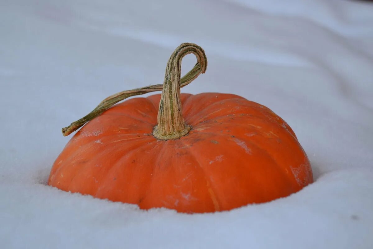 #pumpkin #snow #autumn Winter garden, Pumpkin, Autumn scenes