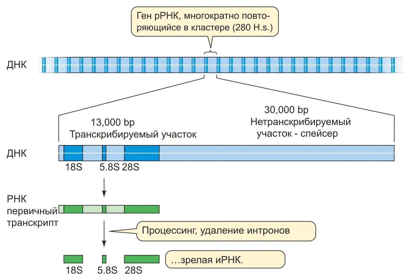 Hen транскрипция. Спейсеры в ДНК. Межгенные участки ДНК.