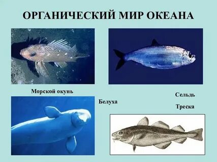 Животный и растительный мир северного ледовитого океана