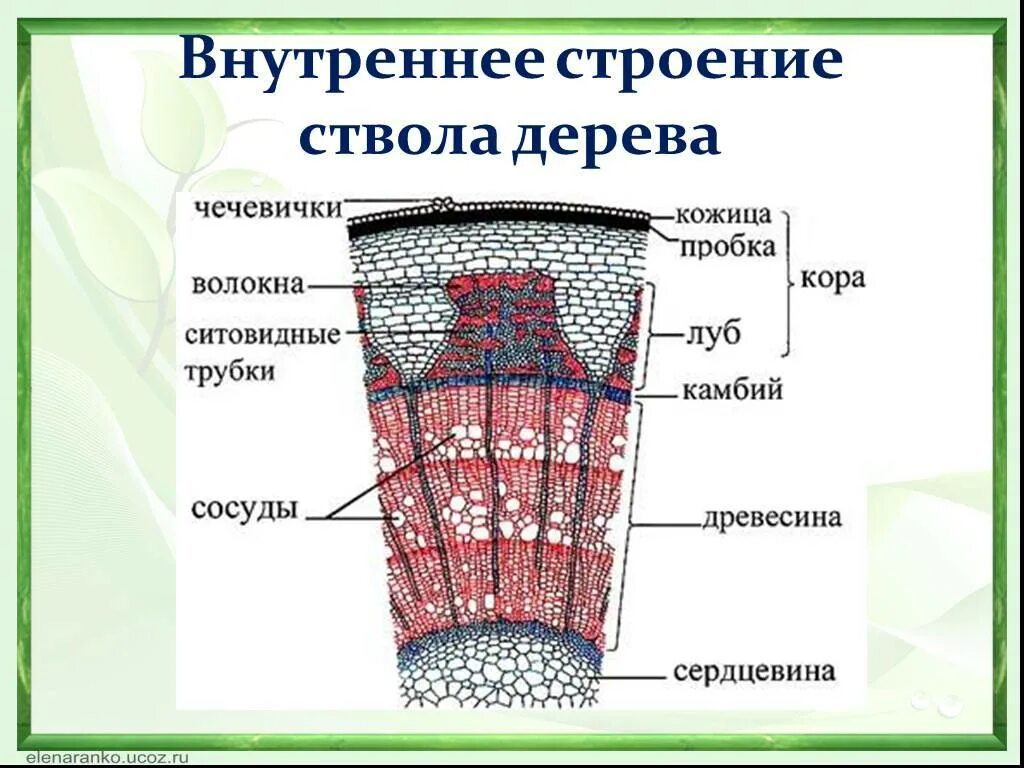 Древесина ситовидные трубки