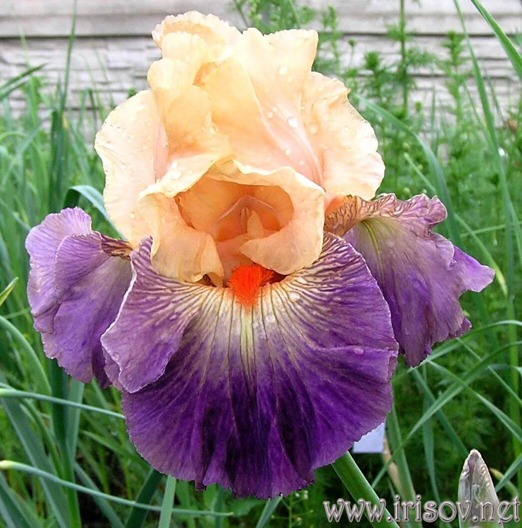 ирис семейные. дон-сад колесников ирисы. ирис семейные. ирис венус бэй. ирис семейное счастье.
