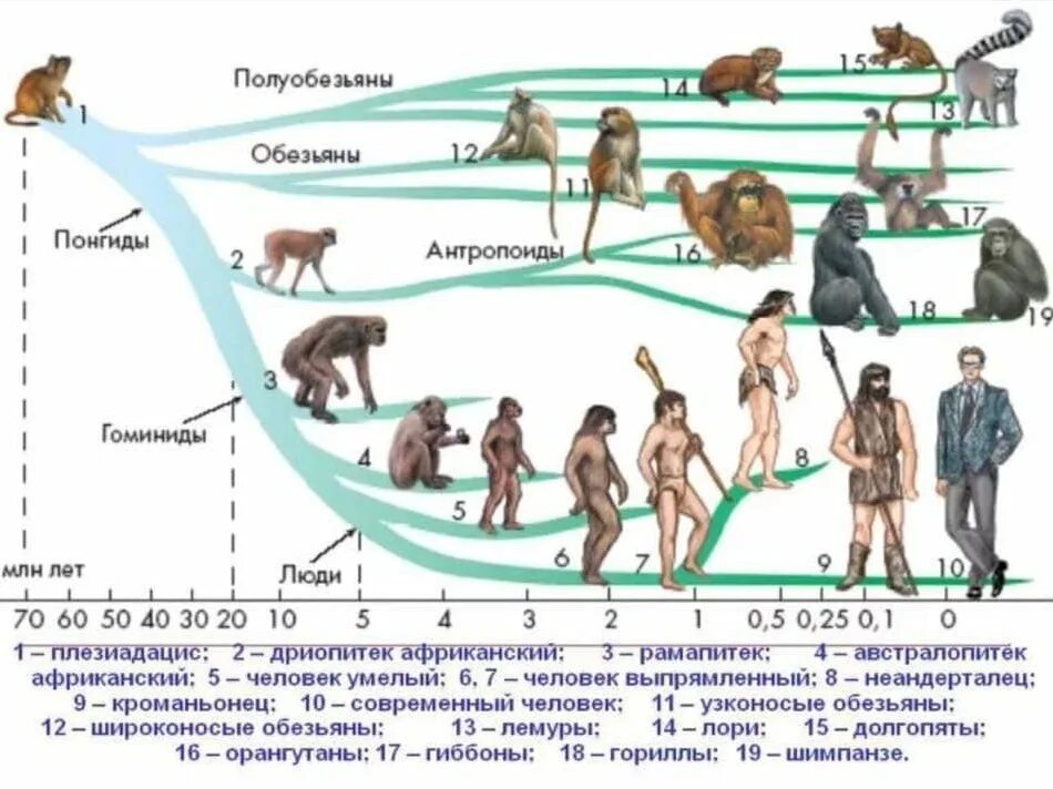 Эволюционное Древо приматов и человека. Ветви развития обезьян и человека. Эволюционные схемы происхождения человека. Схема эволюционного развития приматов.